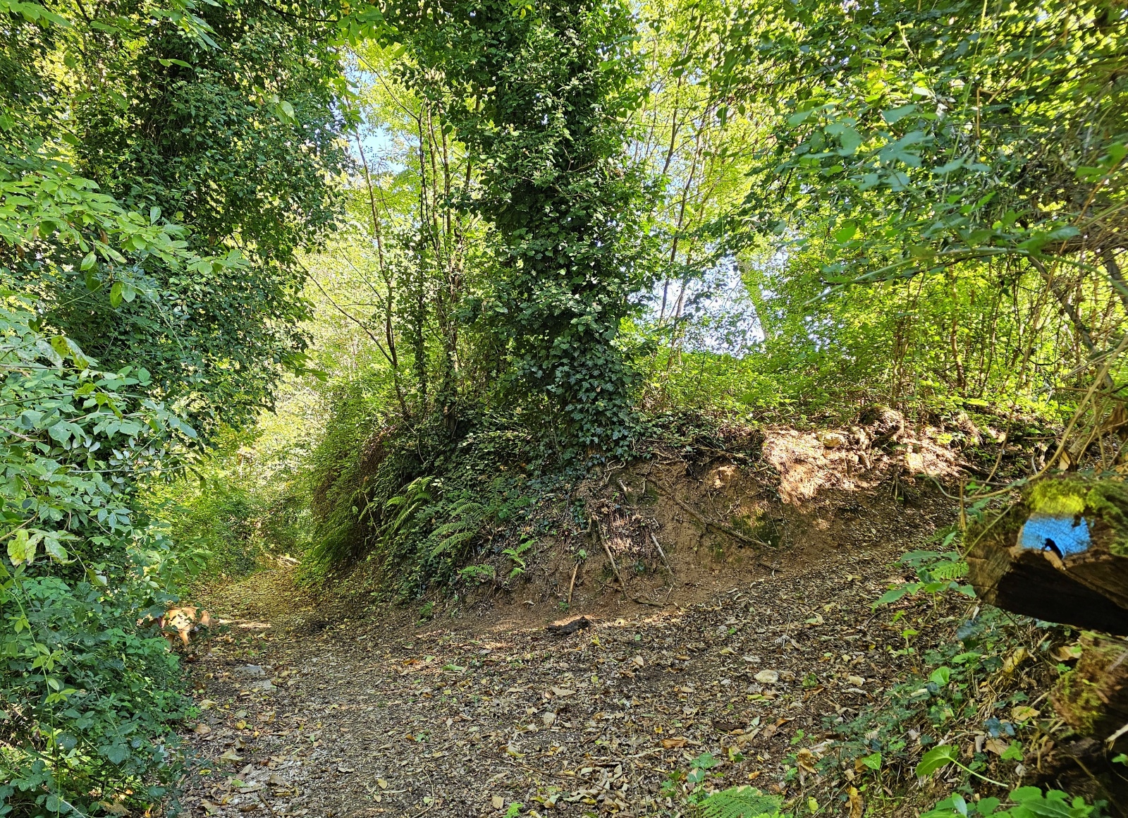 Pilgern auf schmalen Pfaden durch den Wald